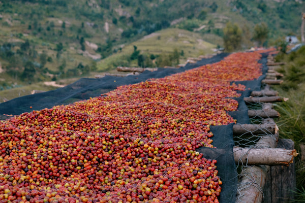 Ruanda Bwenda - washed