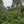 Load image into Gallery viewer, Decaf Organic (decaffeinated)