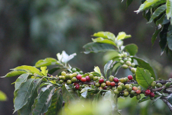 -15% Kolumbien Inmaculada Coffee Farms Gesha - anaerobic natural | LAST BATCH 25/4/24
