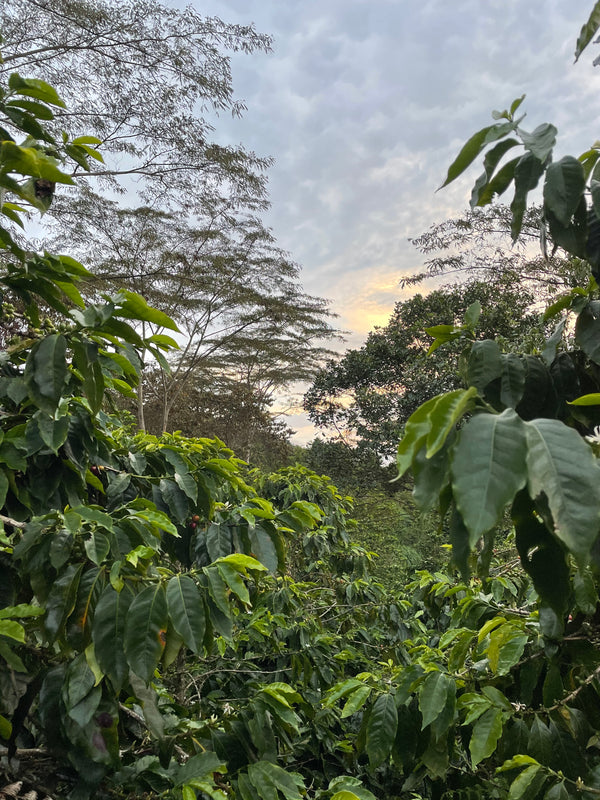 -15% Kolumbien Inmaculada Coffee Farms Gesha - anaerobic natural | LAST BATCH 25/4/24