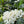 Load image into Gallery viewer, Kaffeeblüte in Costa Rica
