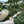 Load image into Gallery viewer, Pflücken der zweiten Blüte