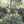 Load image into Gallery viewer, El Salvador Santa Cristina - natural