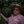 Laden Sie das Bild in den Galerie-Viewer, Guatemala La Labor - washed