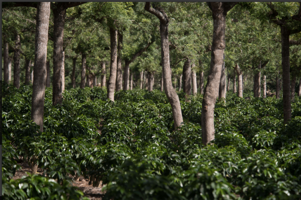 Guatemala La Labor - washed