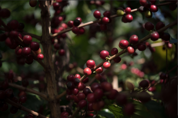 Guatemala La Labor - washed