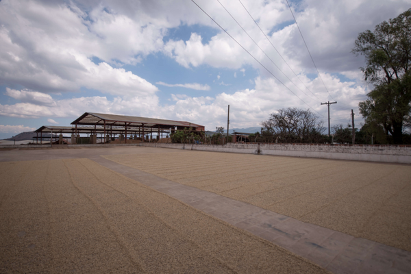 Guatemala La Labor - washed