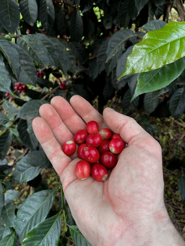 Uganda Miwu - washed