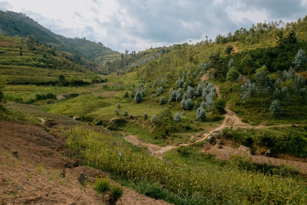 Rwanda Bwenda - washed