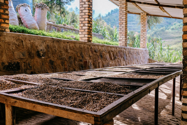 Rwanda Bwenda - washed
