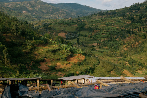 Rwanda Bwenda - washed