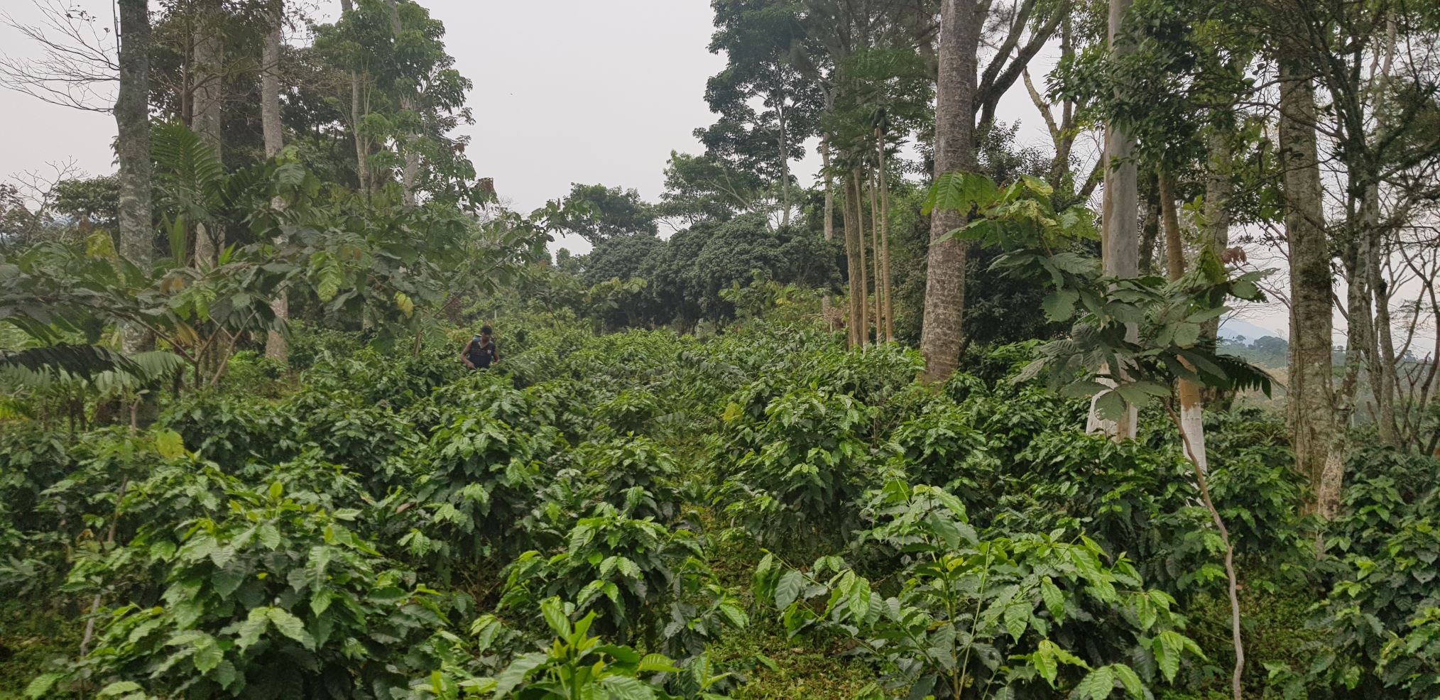 Decaf Organic (decaffeinated)