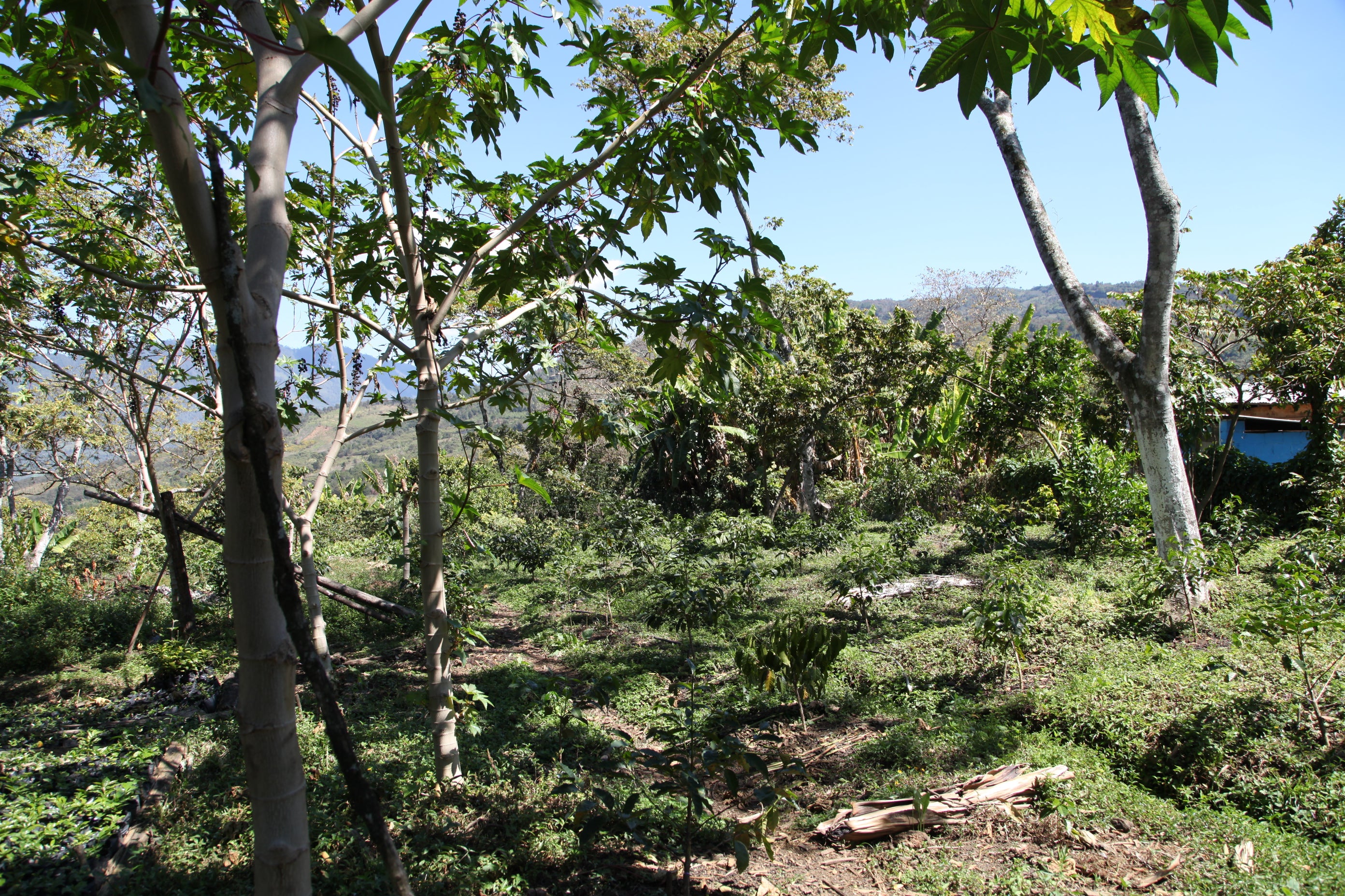 Decaf Organic (decaffeinated)