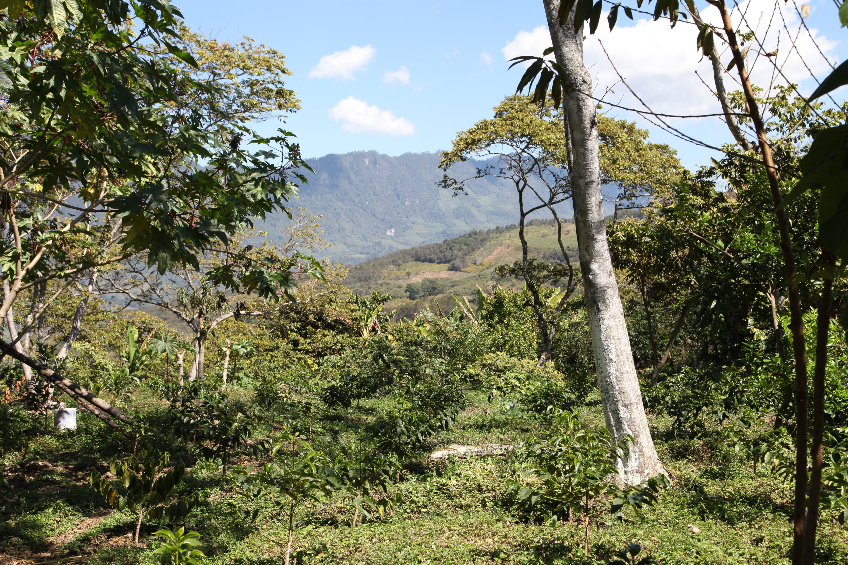 Decaf Organic (decaffeinated)