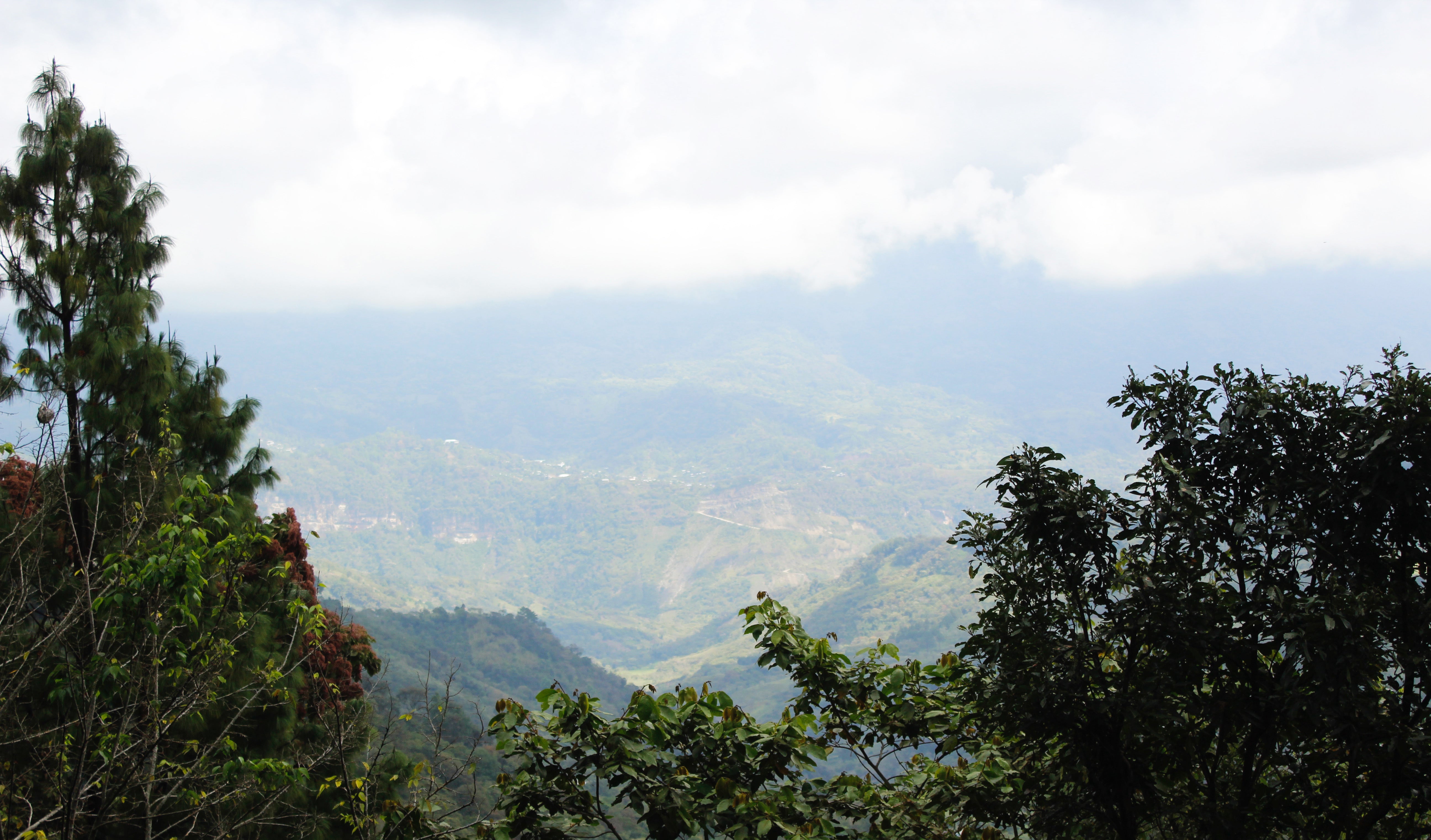 Decaf Organic (decaffeinated)