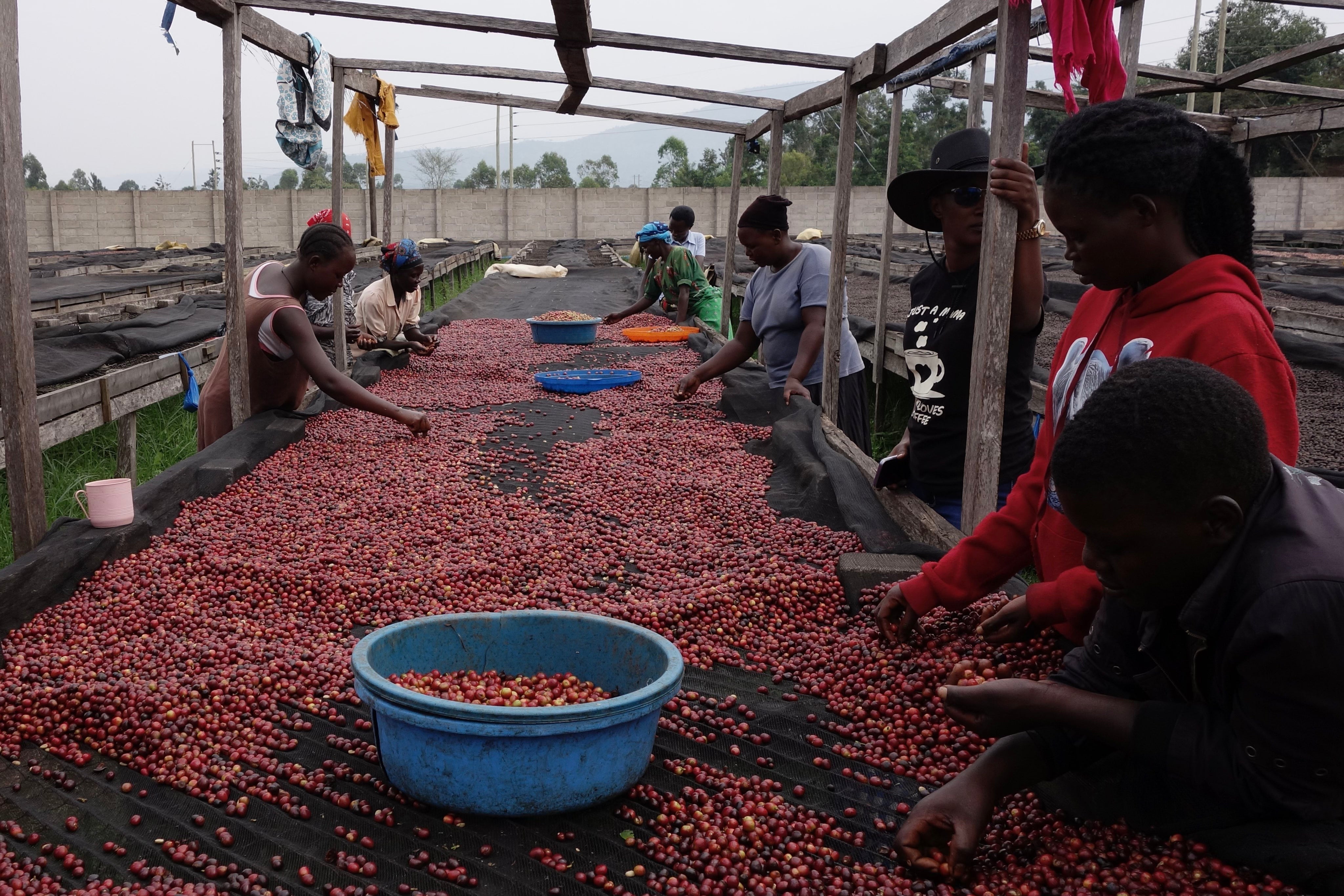 Uganda Mount Elgon - natural