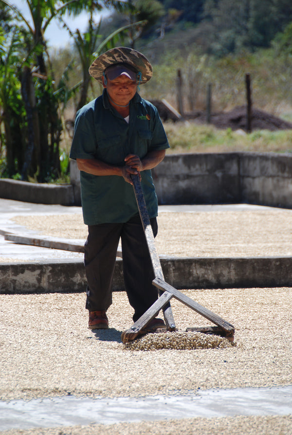 Panama Geisha Carmen Estate - washed