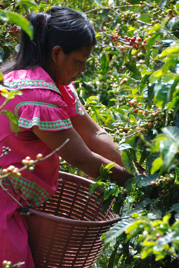 Panama Geisha Carmen Estate - washed