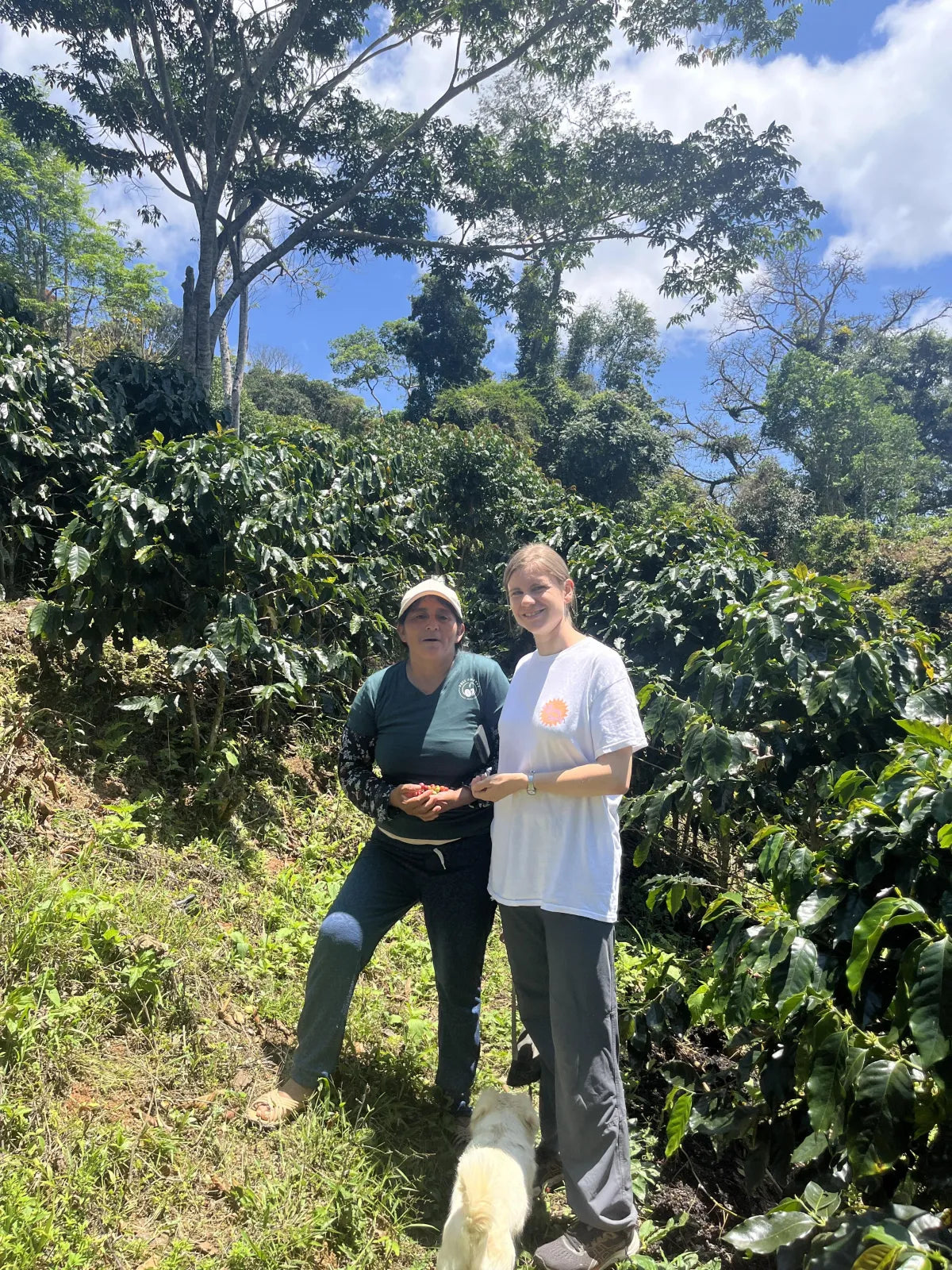Bolivien Pacamara - washed