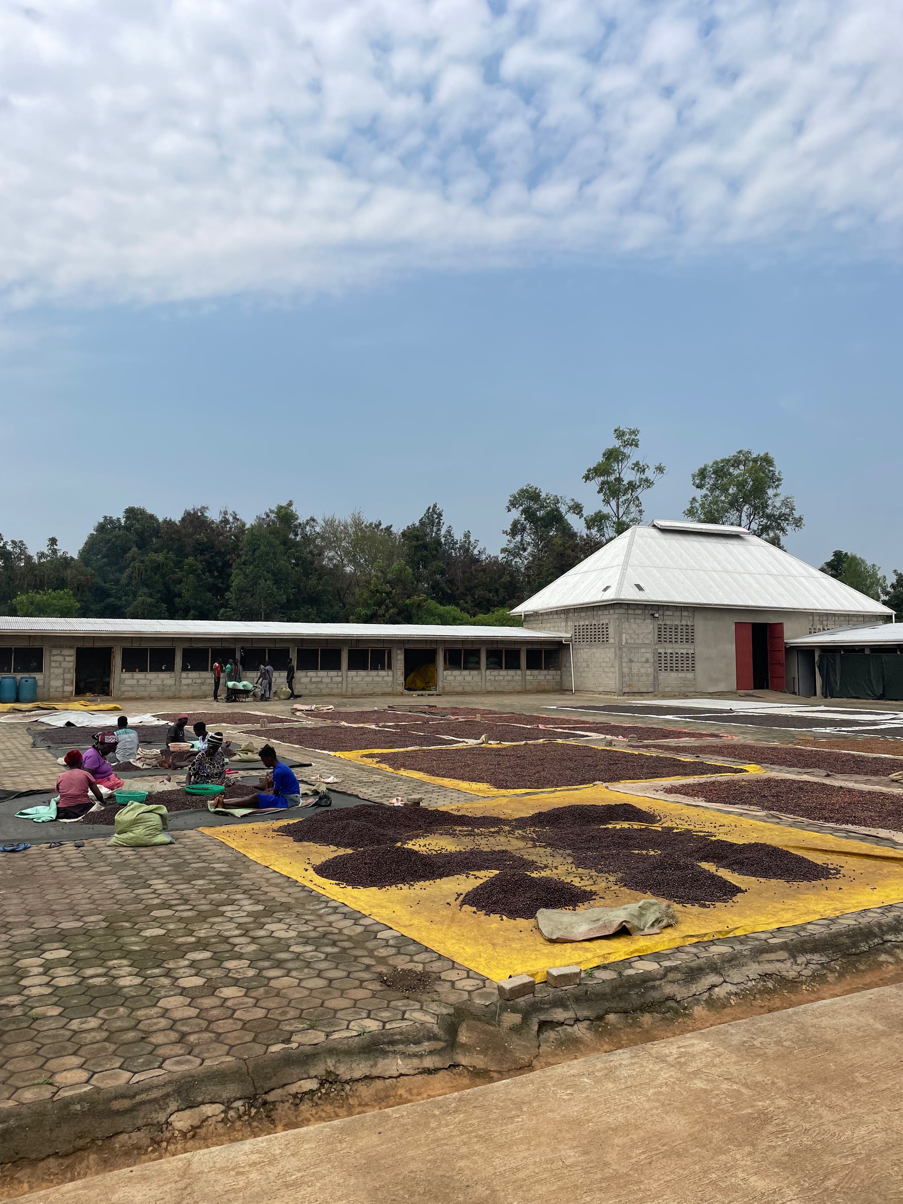 Uganda Mount Elgon - natural