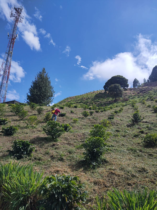 Kaffeeanbau am Hang auf 2050m