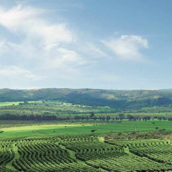 Kaffeeanbau in Cerrado, Brasilien