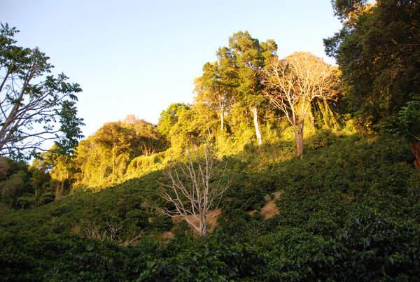 Kaffeeanbau in Volcan, Panama