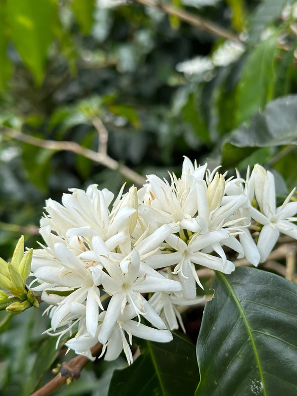 Kaffeeblüte in Costa Rica