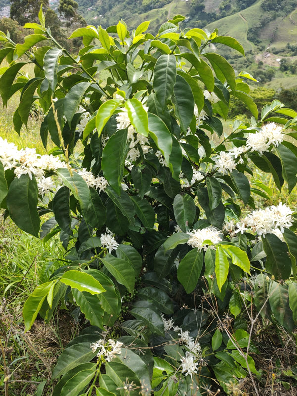 Maragesha-Kaffeepflanze auf der Farm Jardines del Encanto