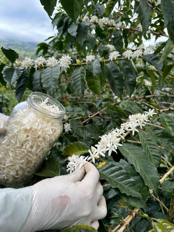 Pflücken der zweiten Blüte