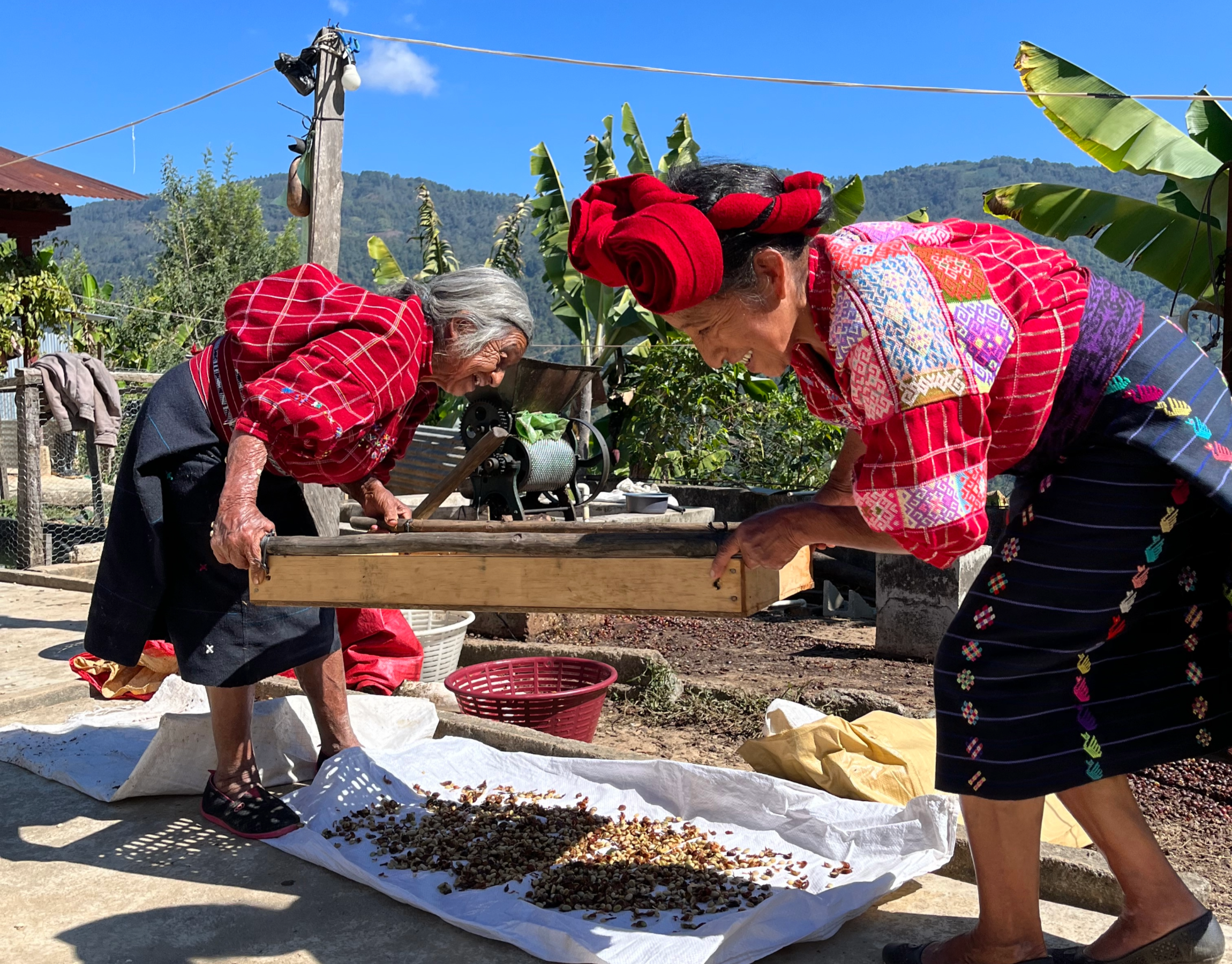 Guatemala Quetzalito Organic - washed