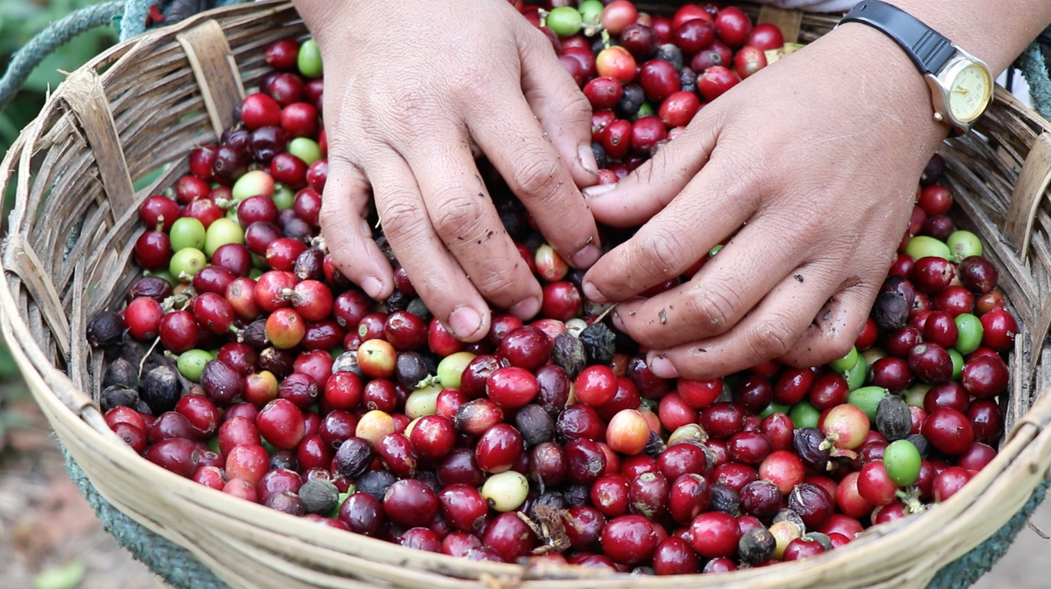 Decaf Organic (decaffeinated)