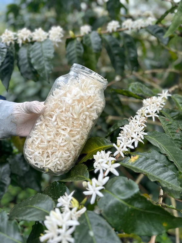 Die Blüten werden in Gläsern gesammelt, in denen sie fermentiert werden