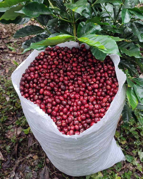 Nicaragua Maximino's Maceration - carbonic maceration natural