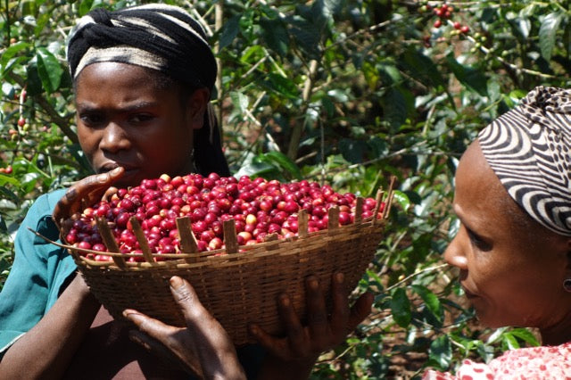 Organic EspressoBlend St. Pöltner Röstung FTO
