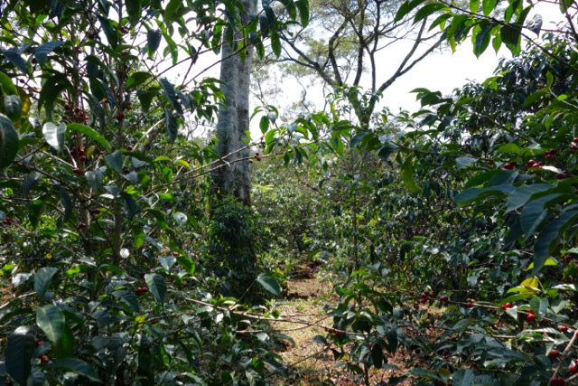 Organic EspressoBlend St. Pöltner Röstung FTO