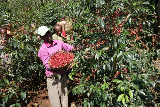 Organic EspressoBlend St. Pöltner Röstung FTO