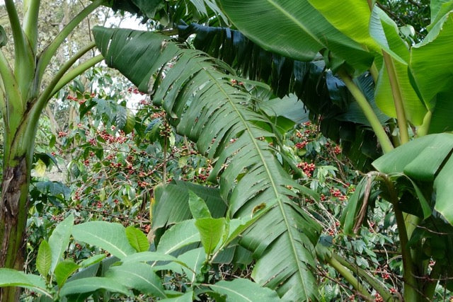 Organic EspressoBlend St. Pöltner Röstung FTO