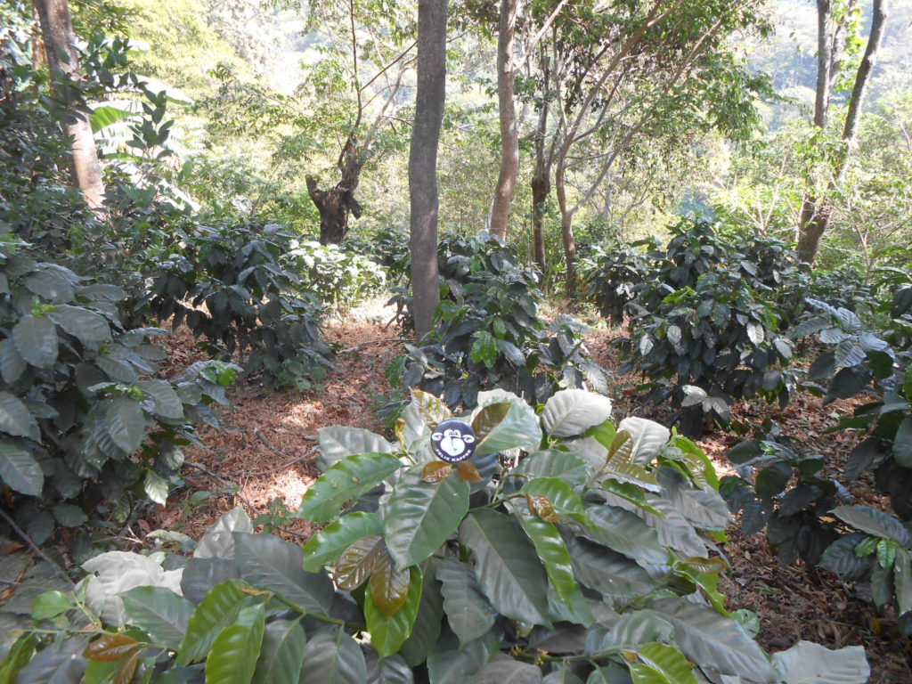 El Salvador Santa Cristina - honey processed