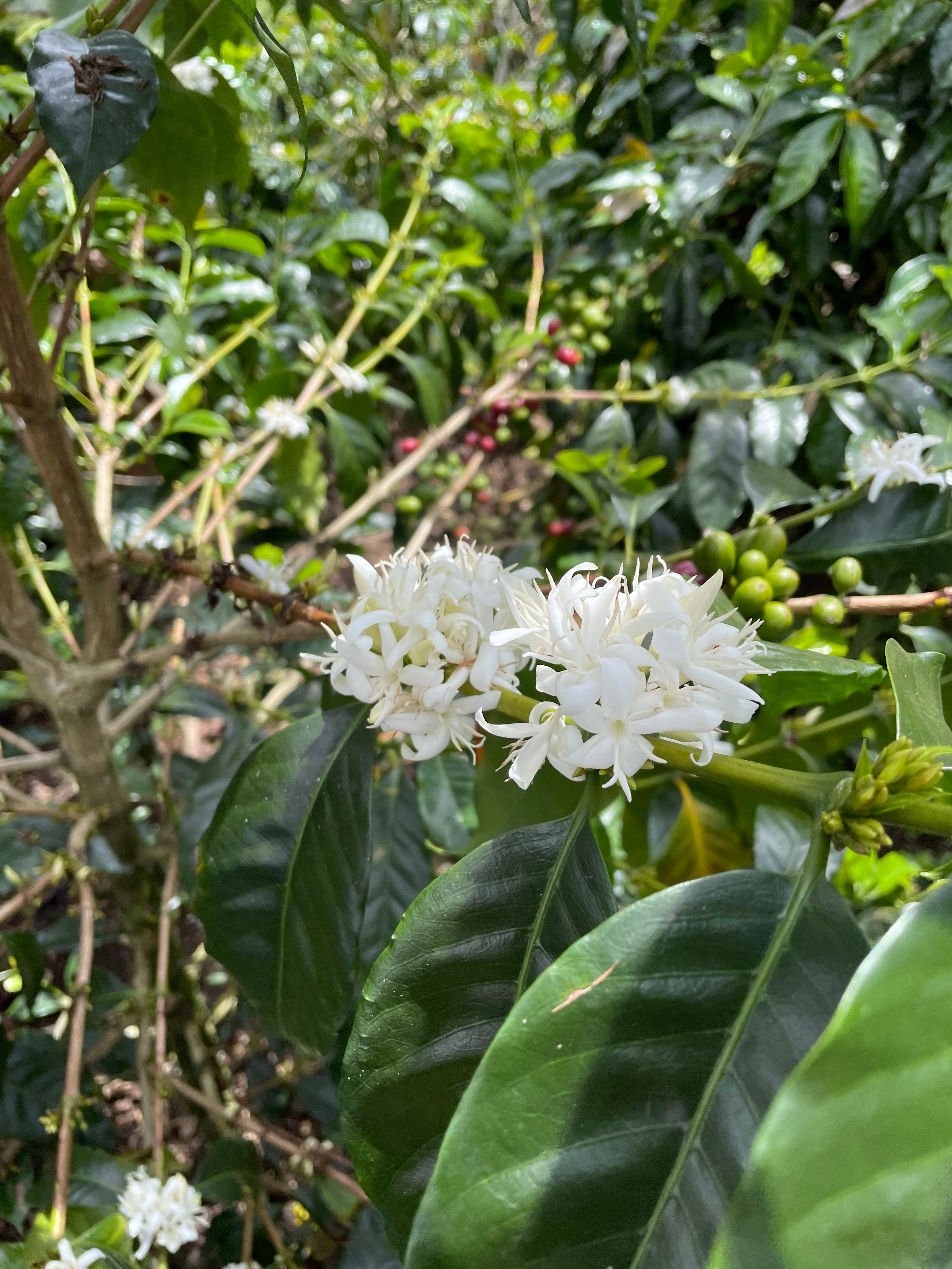 Colombia Inza Regional - fully washed FILTER