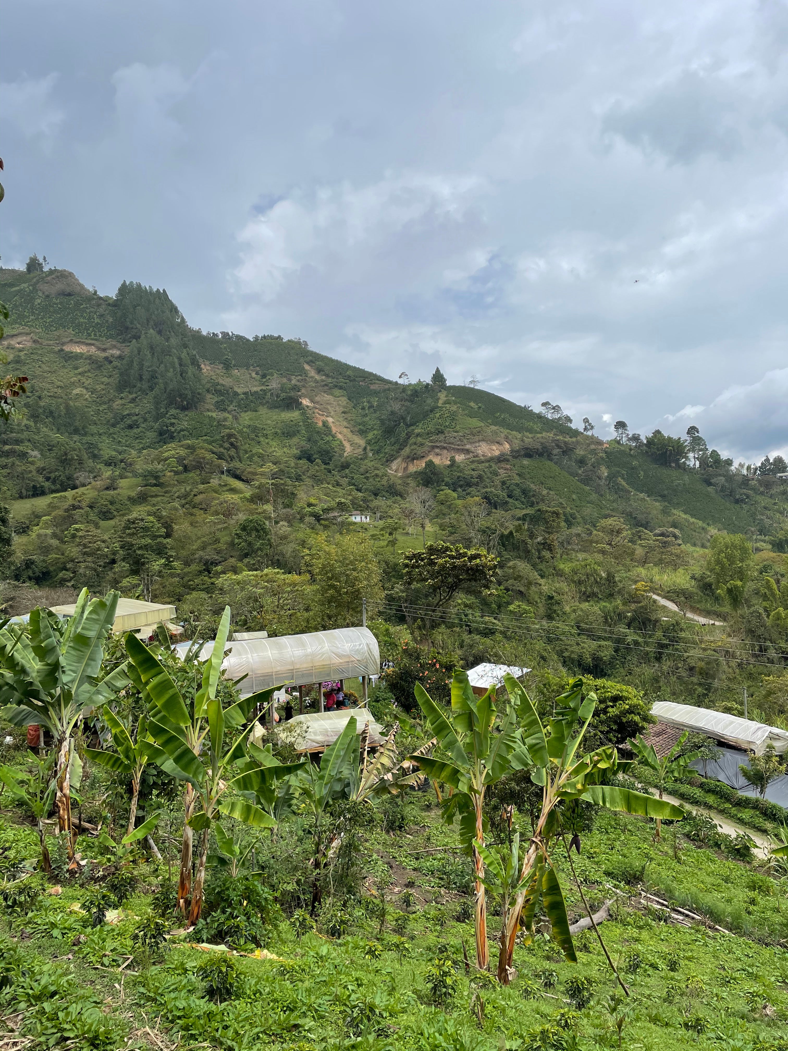 Kolumbien Inza Regional - fully washed ESPRESSO